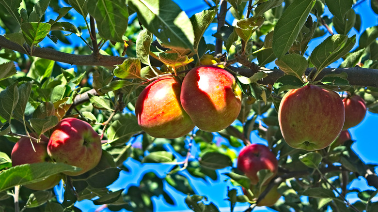 Northern Spy apples on tree