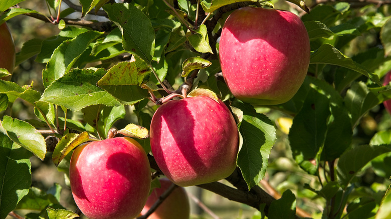 Pink Lady apples on tree