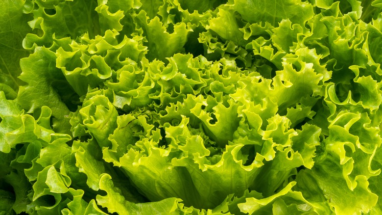 Green leaf lettuce closeup