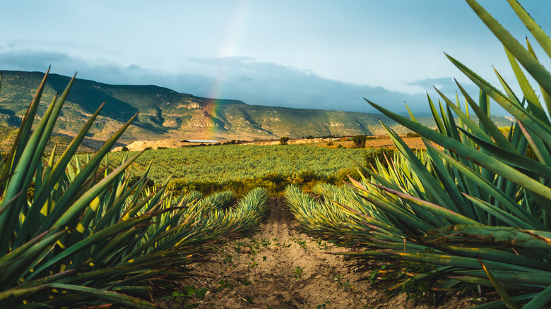 Agave field in Oaxaca