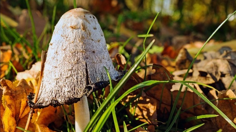 inky cap mushroom outdoors