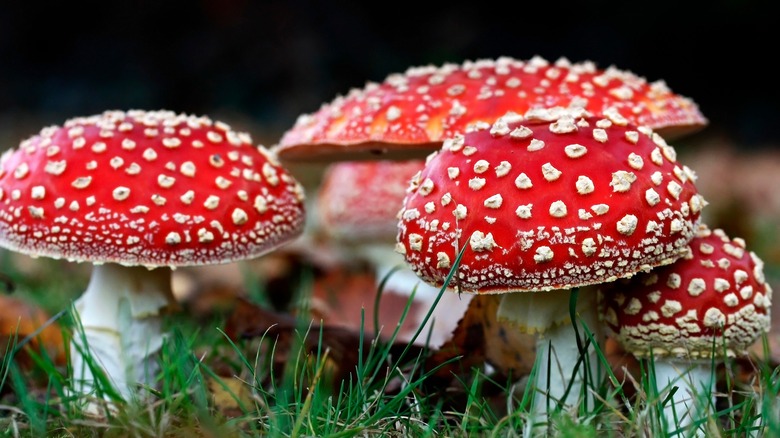 spotted death cap mushrooms