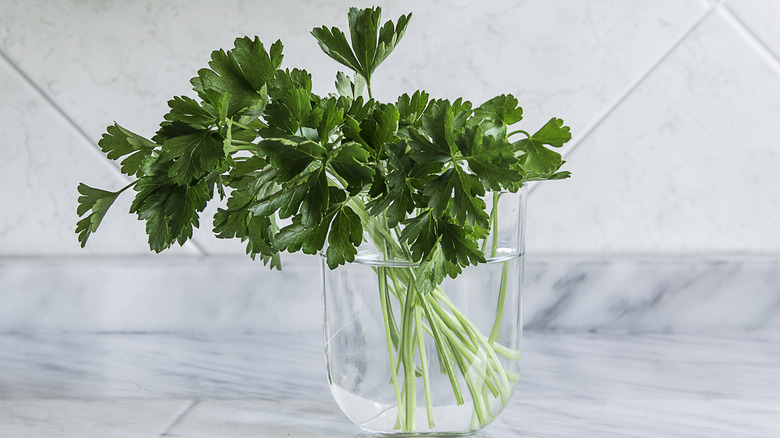 parsley stored in water