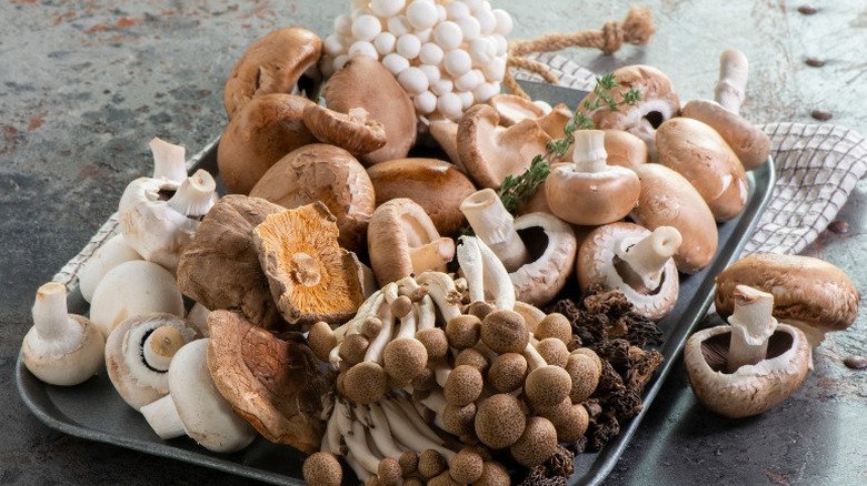 Different types of mushrooms