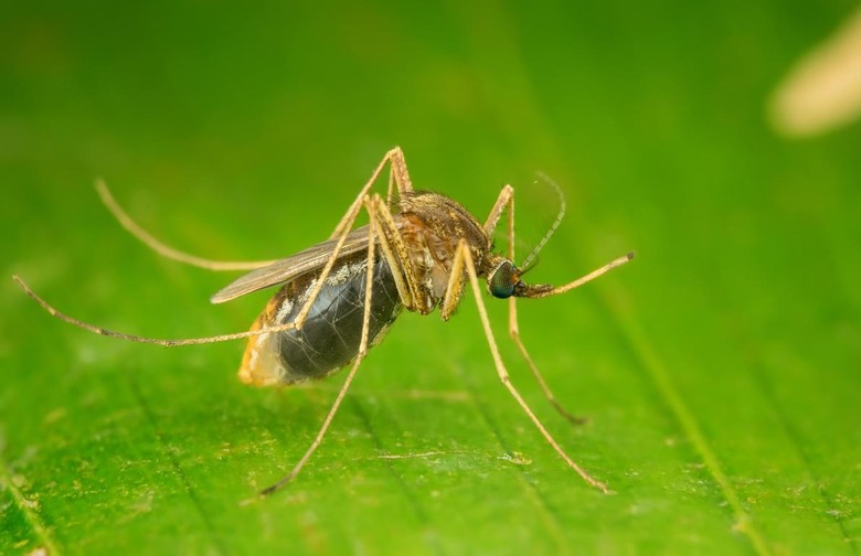 West Nile Fever