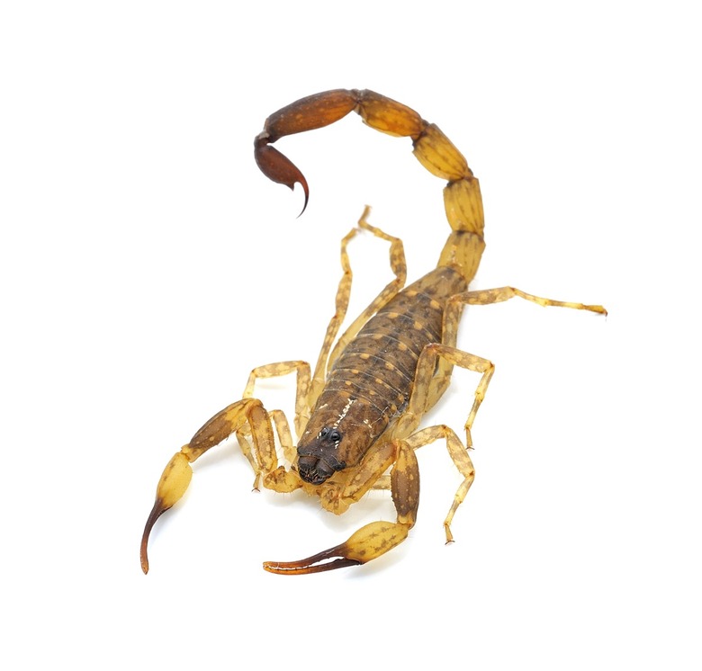 Scorpion Stings Passenger During Dinner