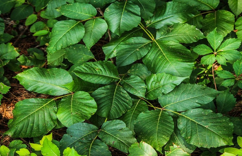 Poison Ivy, Sumac, and Oak