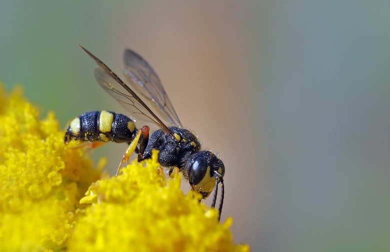 Wasp, Bee, and Hornet Stings