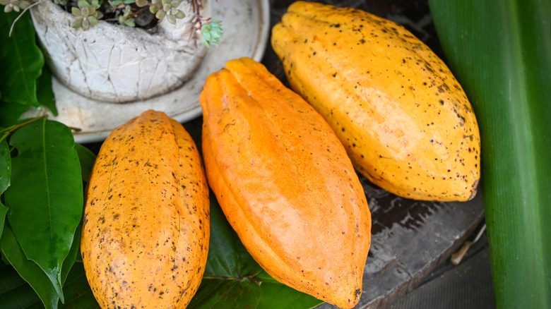 whole cacao pods on leaves