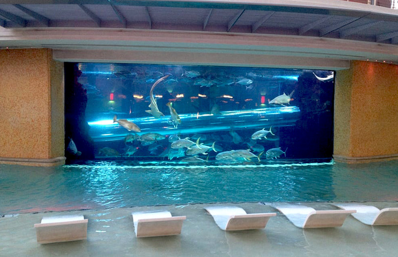 The Tank at Golden Nugget Las Vegas (Las Vegas, Nev.)