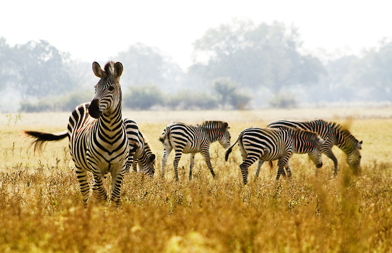 Zambia