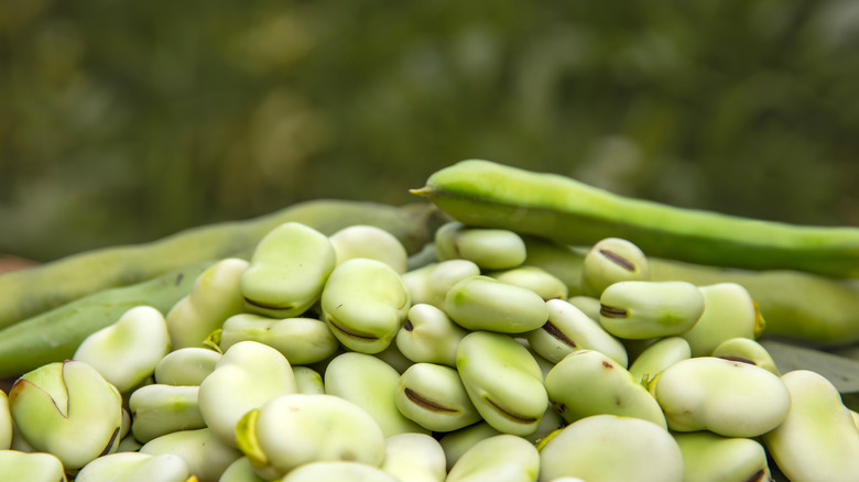 Fresh fava beans