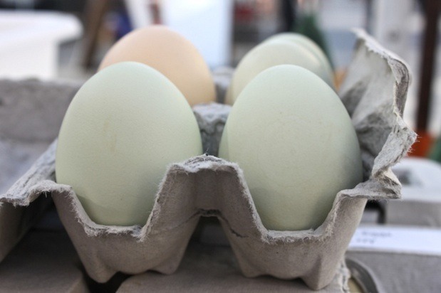 The Egg Carton