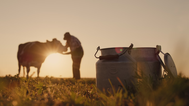 Dairy farmer pets a cow