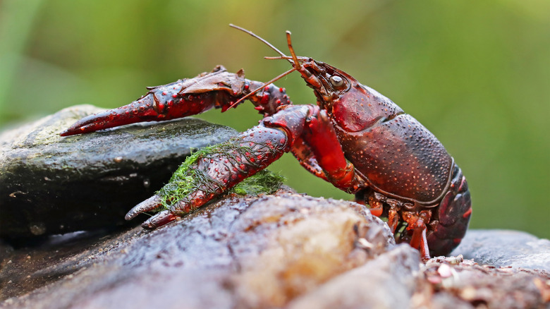 A crawfish in the wild