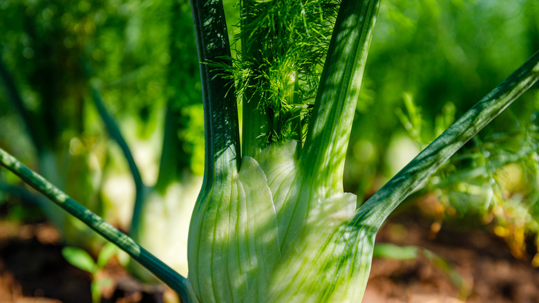 close-up fennel in ground