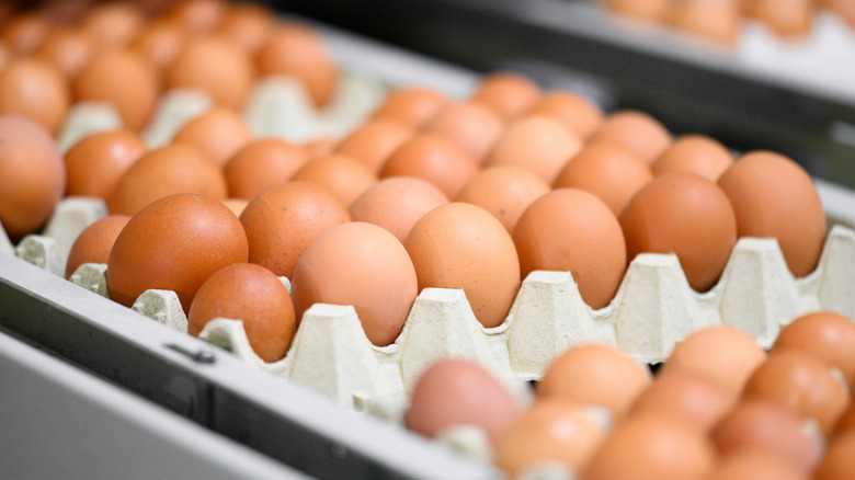 Chicken eggs move along a conveyor belt in a factory