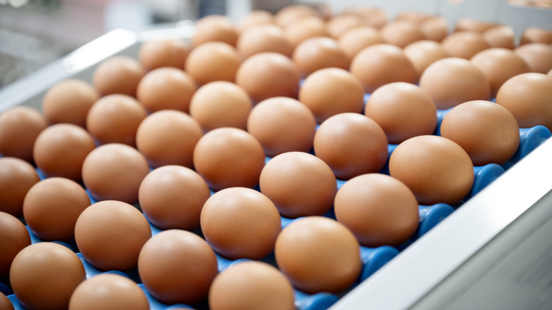 Multiple rows of raw, whole eggs on factory conveyor belt