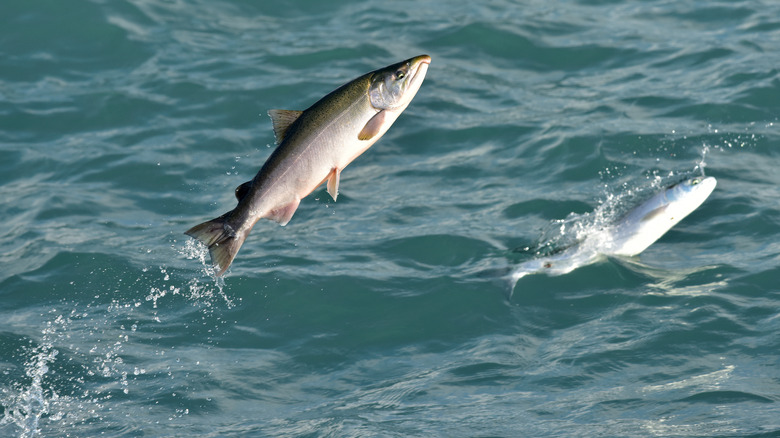 wild salmon jumping across ocean