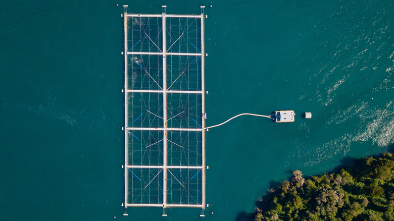 A net pen aquaculture holding fish