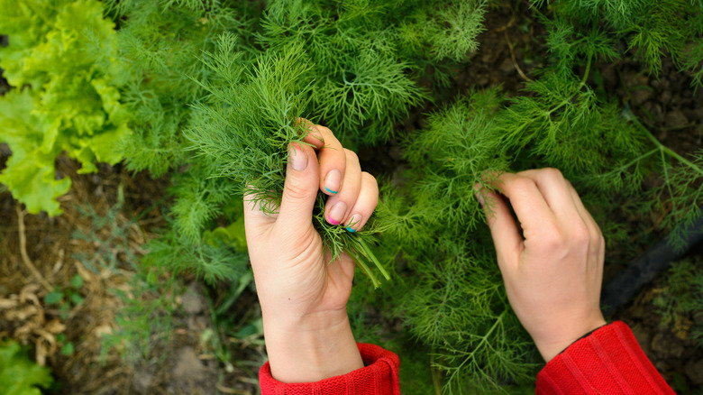 person pickling dill