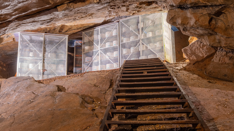 Cheese maturing in Cheddar Gorge cave on shelves with wood steps in the foreground