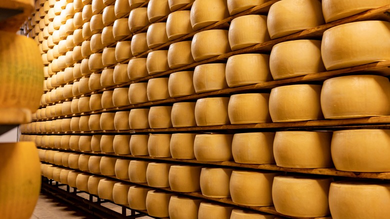 Rows of Parmigiano Reggiano round cheeses on high shelves