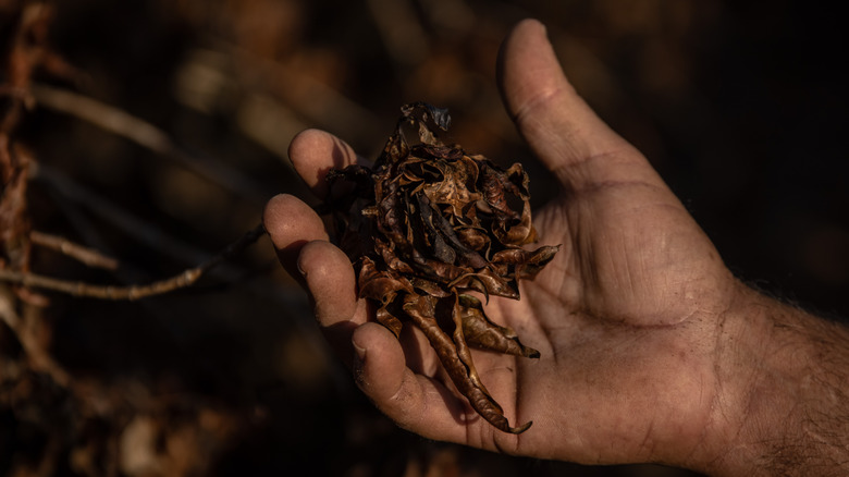 Dead coffee plant in Brazil