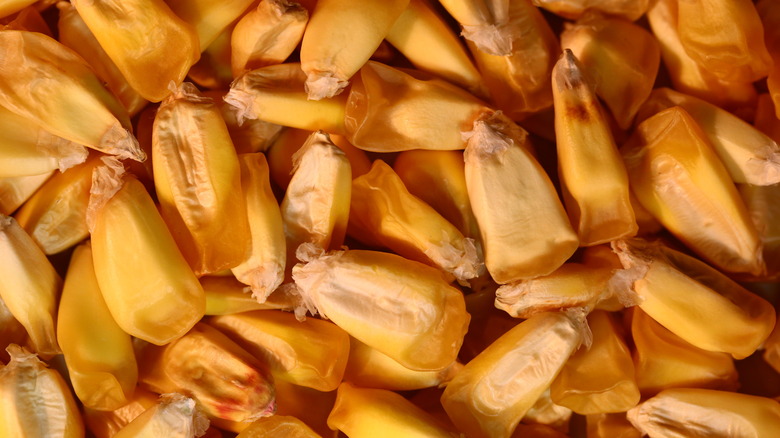 Peruvian popcorn kernels