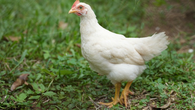 White chicken on grassy field