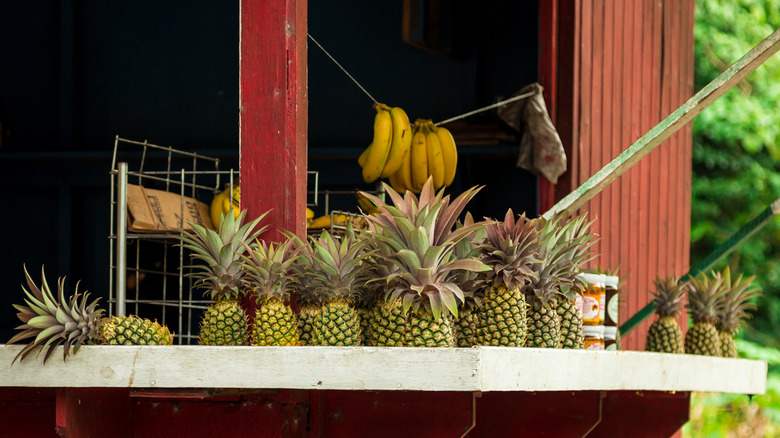 Antigua Black pineapples for sale