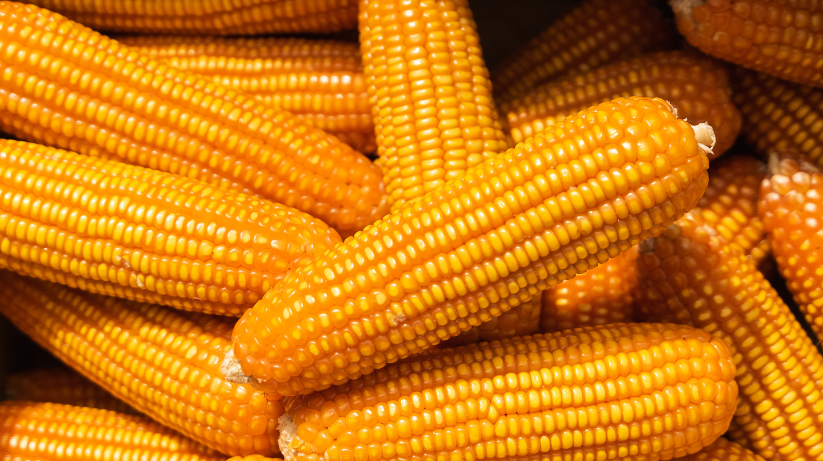 The Baking Pan Hack That Makes Cutting Corn Off The Cob Way Easier