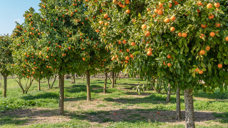 grove of orange trees