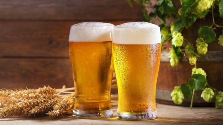 glasses of beer with wheat
