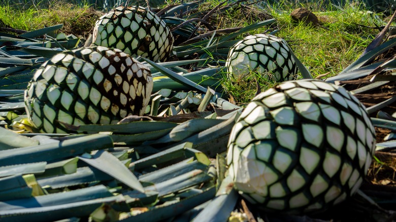 Harvested blue agave