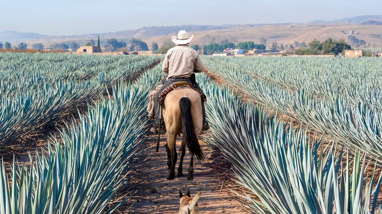 Field of blue agave in Tequila, Mexico