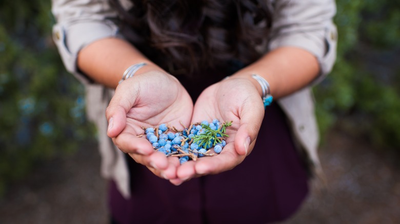 Woman holding juniper berries