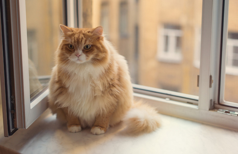 Worst: Americans Are Making Their Pets Fat