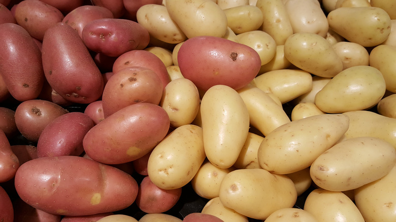 Waxy variety of potatoes