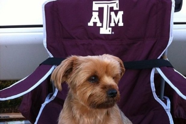 13. Texas A&M University