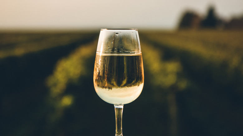 Glass of ice wine in vineyard