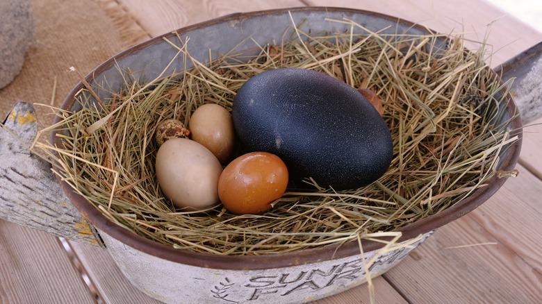 assorted eggs in a nest