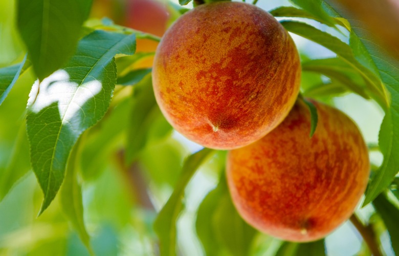 Georgia: Georgia Peach Festival (Fort Valley & Byron)