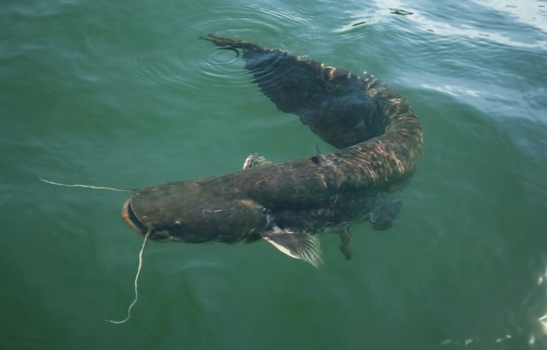 Mississippi: World Catfish Festival (Belzoni)