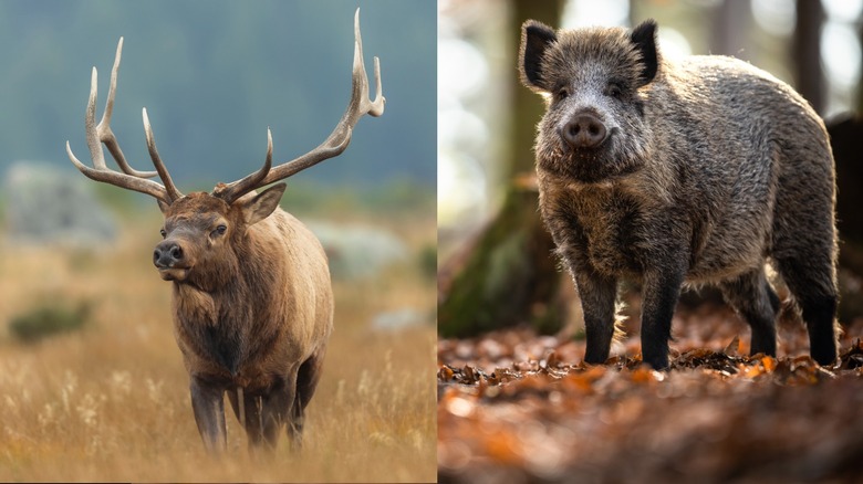 elk and wild boar