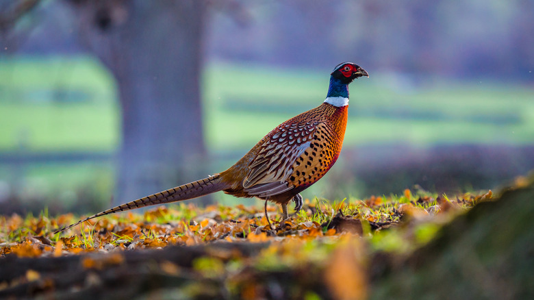 ring-necked on grass field