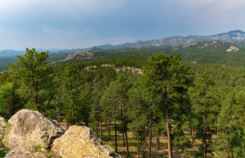 South Dakota: Black Hills National Forest, Custer