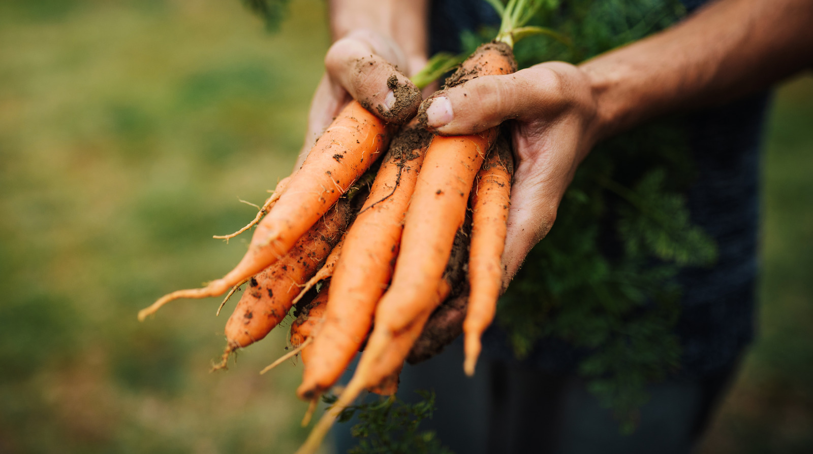 The Best Storage Method For Keeping Your Carrots Crunchy