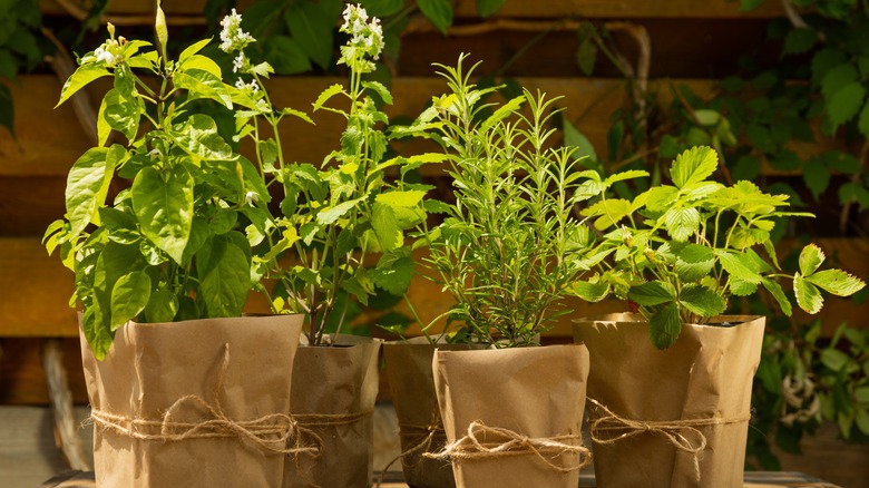 variety of fresh herbs