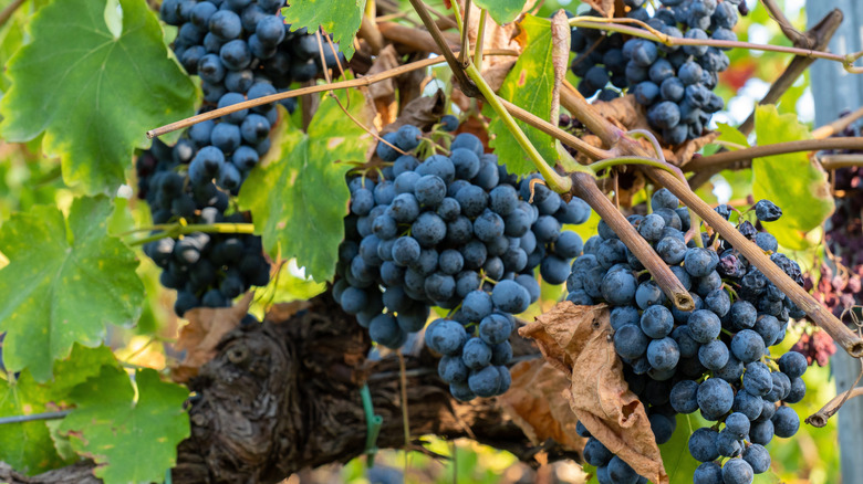 Malbec grapes growing in Mendoza